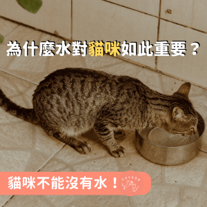貓咪不能沒有水！為什麼水對貓咪如此重要？