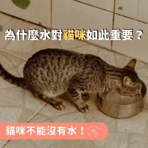 貓咪不能沒有水！為什麼水對貓咪如此重要？