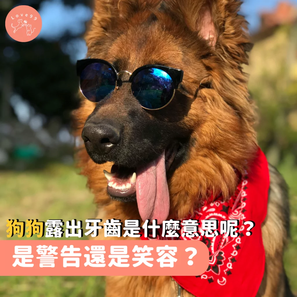 領養狗狗 狗狗身體語言