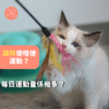 🐱 喵星人健身指南：貓咪運動大揭秘！ 🏋️‍♀️