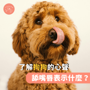 狗的身體語言：舔嘴唇 🐶💬 了解狗狗的心聲